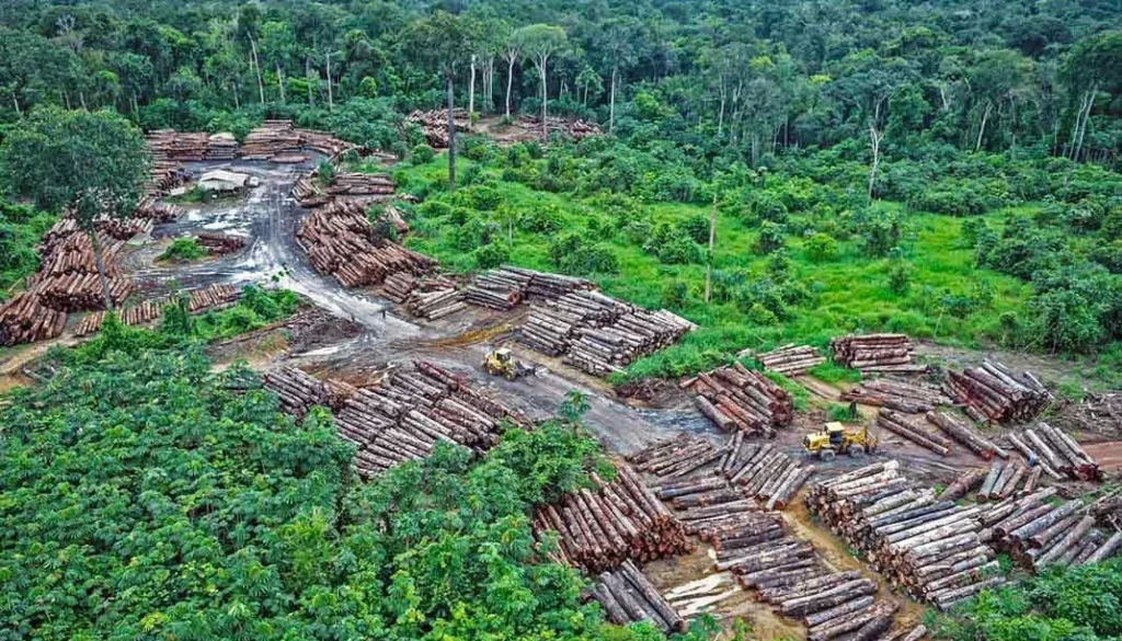 Hutan Rusak 12 Juta Hektar Mau Ditanam Kembali! Anggarannya Rp153,78 T