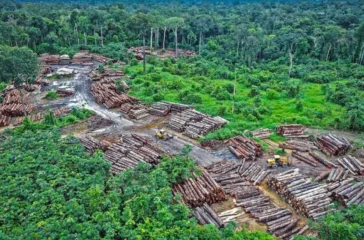 Hutan Rusak 12 Juta Hektar Mau Ditanam Kembali! Anggarannya Rp153,78 T