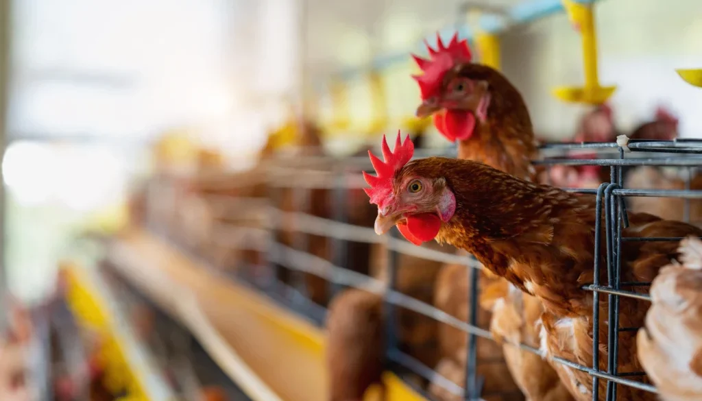 12 Peternakan Ayam Dibangun Danantara, Amran Ungkap Alasannya