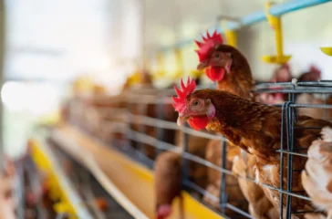 12 Peternakan Ayam Dibangun Danantara, Amran Ungkap Alasannya