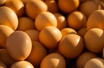 Pemerintah menetapkan menu telur MBG minimal 3 kali seminggu untuk menyerap produksi peternak dan menstabilkan harga telur ayam ras di Jawa Timur.