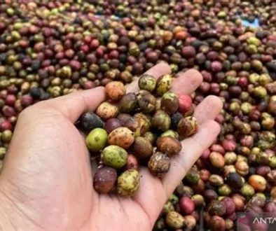 Ekspor Kopi RI Melesat, China dan Maroko Serbu Pasar