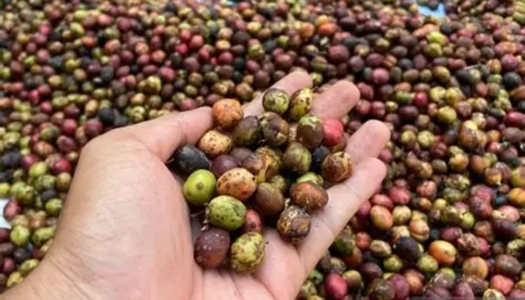 Kopi dan Teh Indonesia Makin Diminati Pasar Global