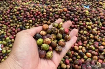 Kopi dan Teh Indonesia Makin Diminati Pasar Global