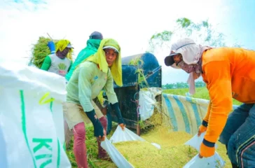 90% Beras Fortifikasi Tak Sesuai Standar, Konsumen Rugi Rp89 T